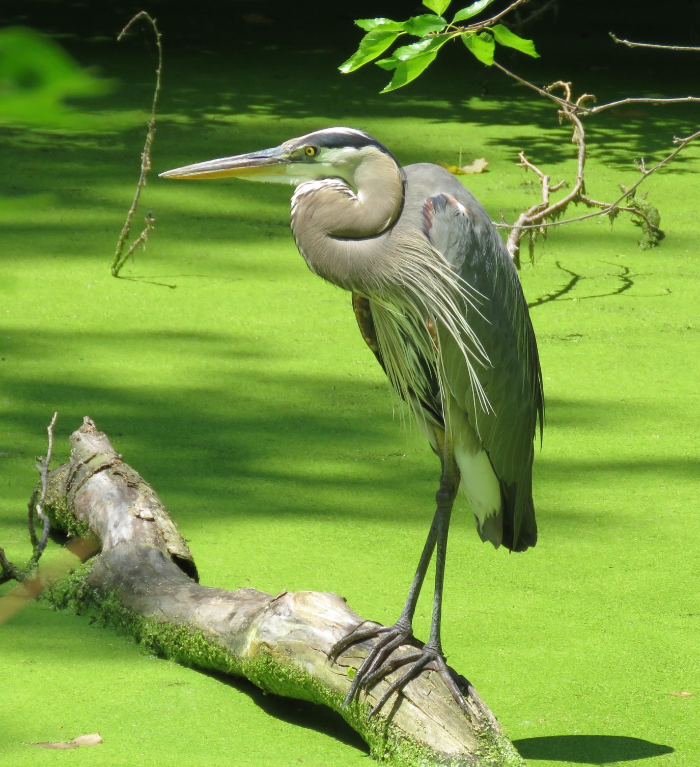 Wildlife